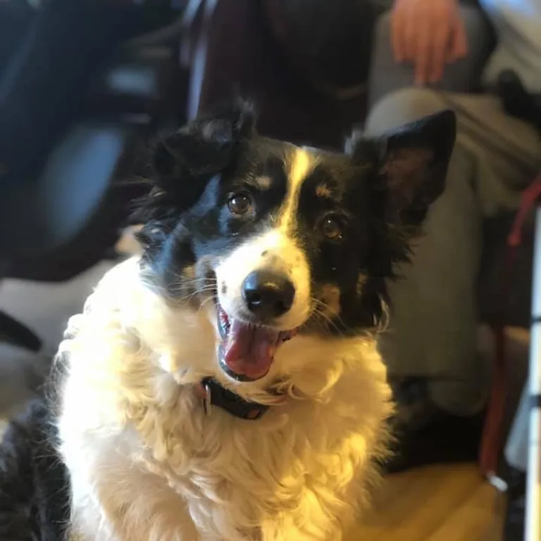 Dog